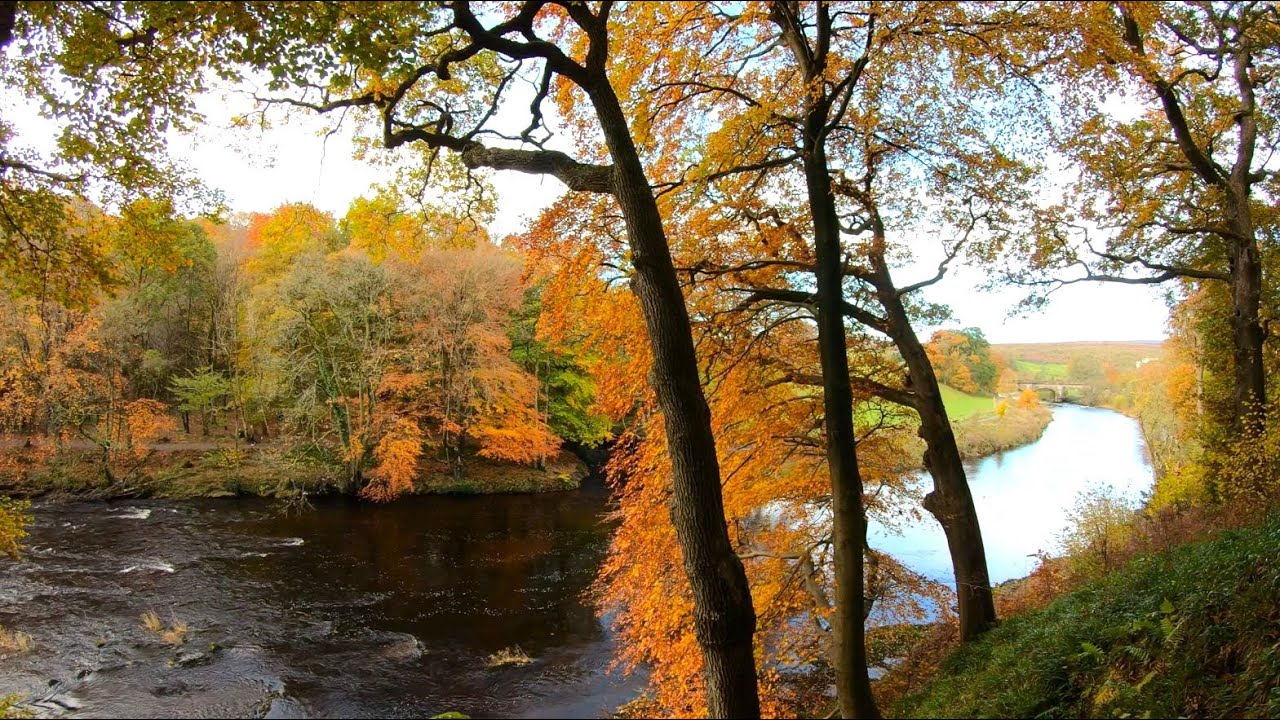 Autumn Forest Walk | STRID Woods | The Yorkshire Dales 
