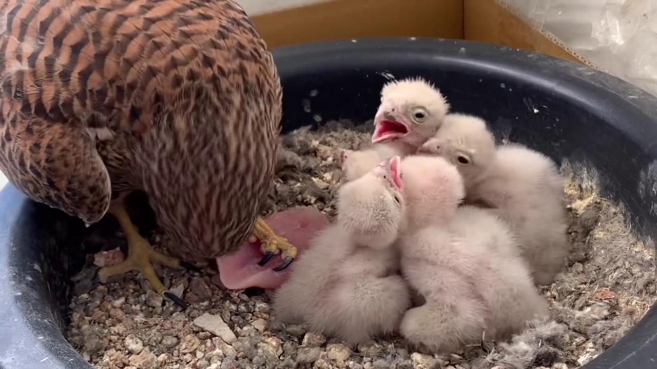 2020황조롱이육아 앙코르 편 kestrel nesting Encore