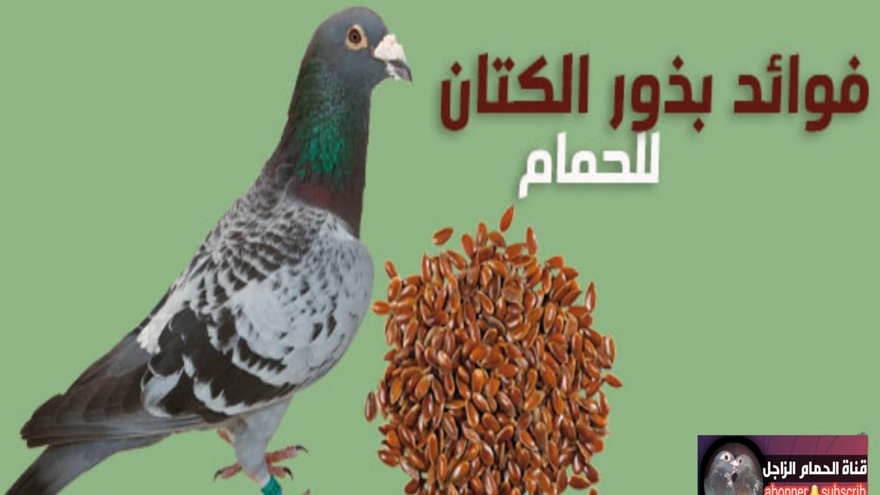 هااااام جدا لمربي الحمام فوائد بذور الكتان ادخل لتستفد 💡😉