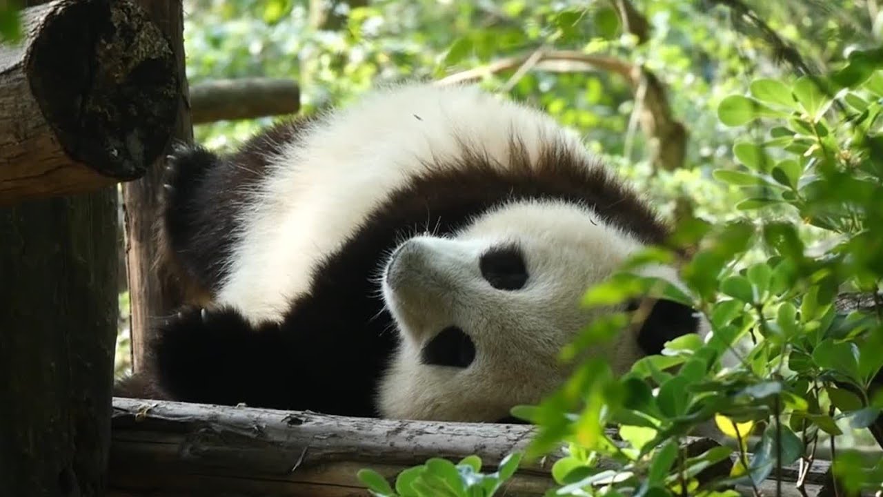 4.19 HeHua takes her morning nap after sitting in the woods chewing twigs for a while