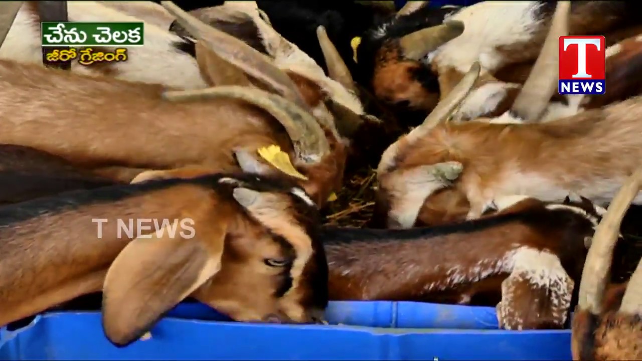 Farmer Vishnu Vardhan reddy about Modern Goat Farming | Chenu Chelaka | TNews Telugu