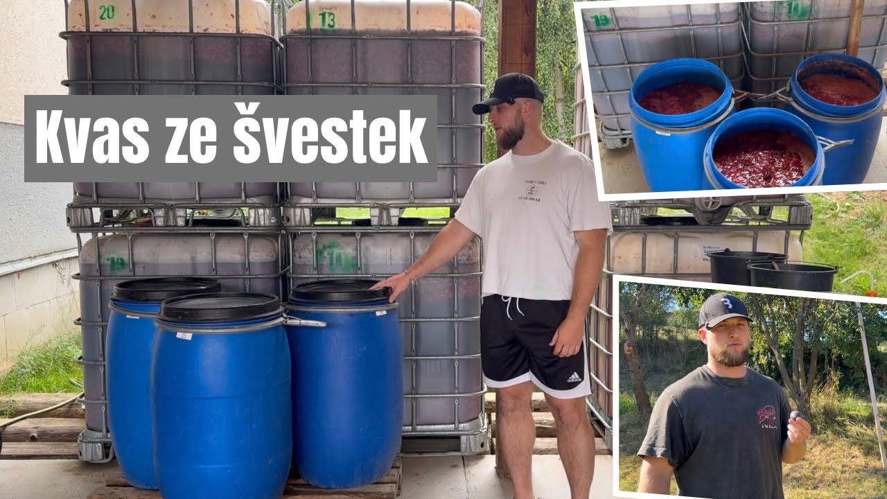 Jak připravit kvas ze švestek a dalšího modrého ovoce – návod krok za krokem