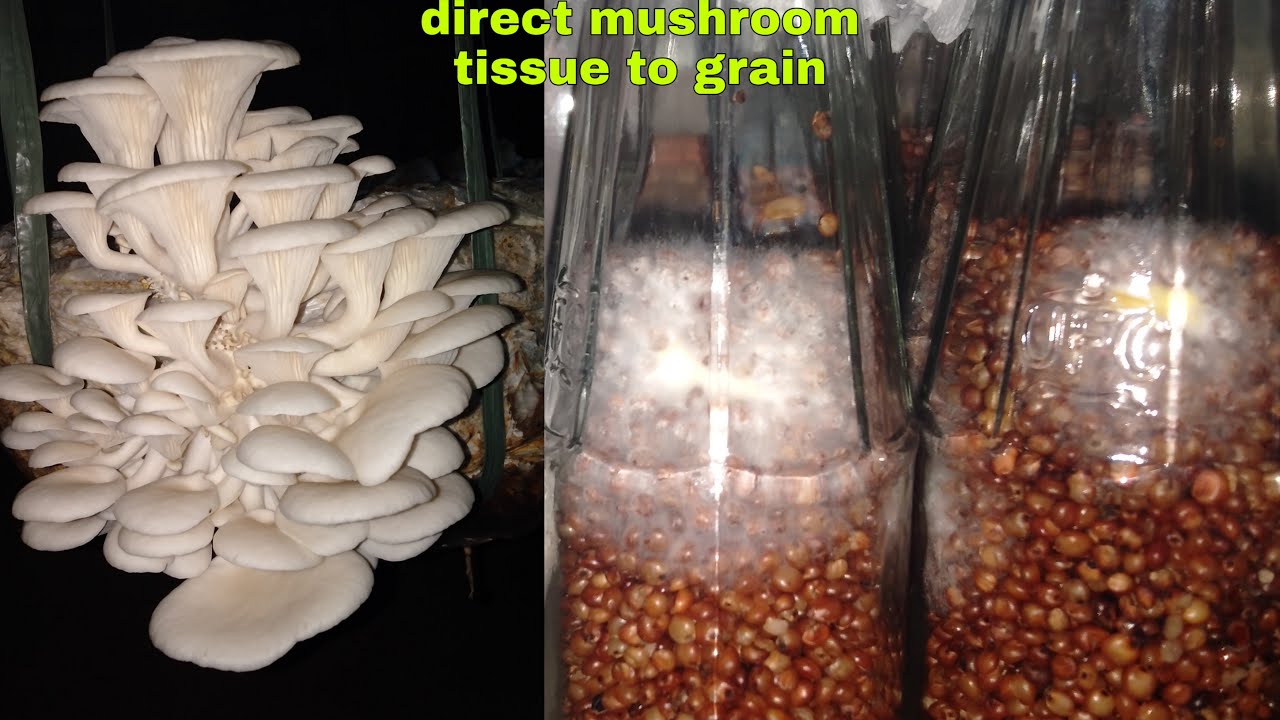Direct mushroom tissue to grain culture/f0...easiest,simplest and fastest way to make mushroom spawn