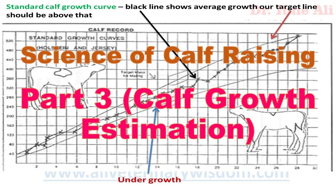 Calf Growth Estimation - Calf Raising Part 3 - Profitable Dairy Video Series
