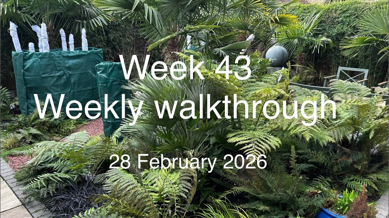 Tropical Garden - week 43 - Weekly garden walkthrough and planter build - 28 February 2026