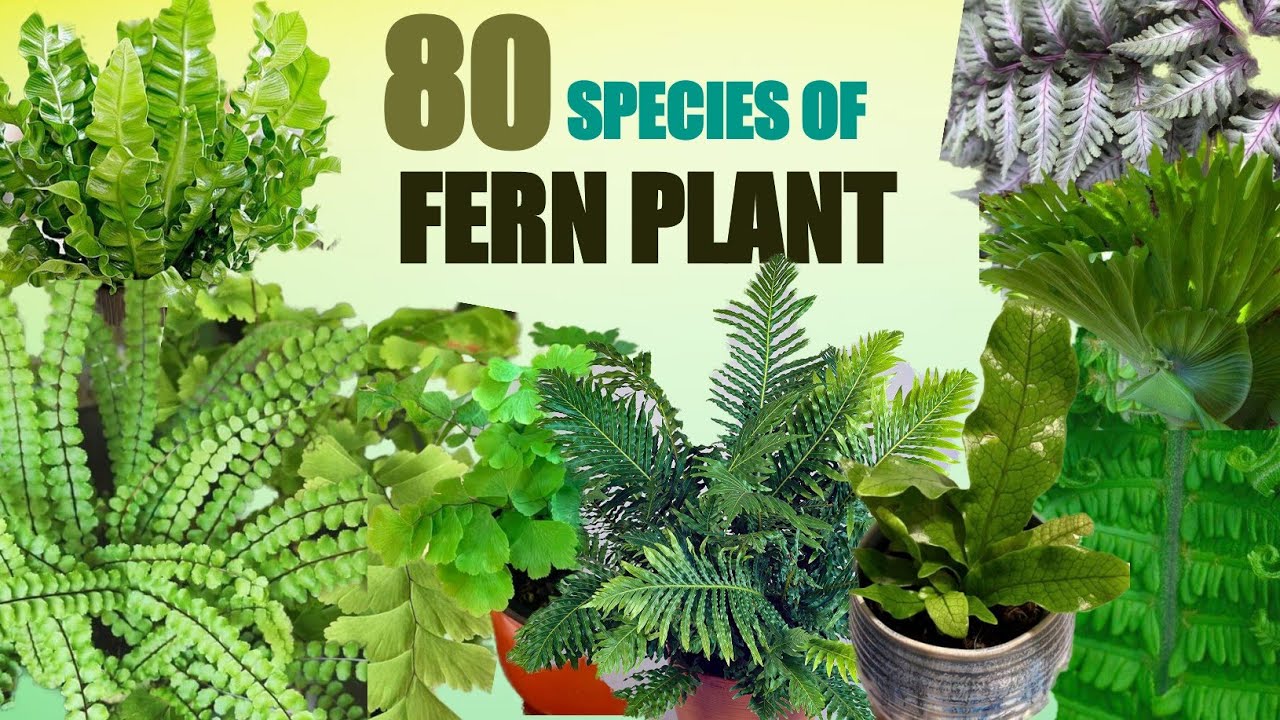 80 Fern Plant Varieties with Names |  Plant and Planting