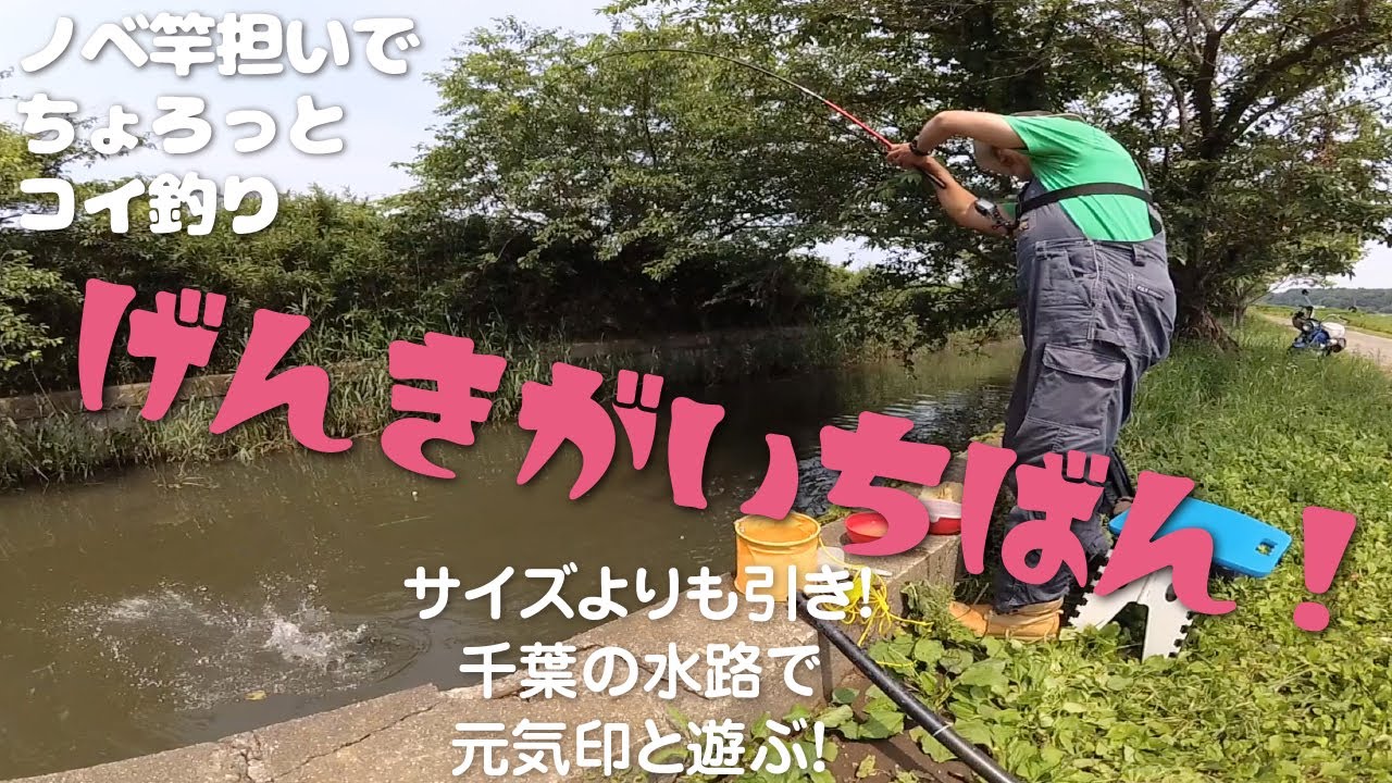 【のべ竿担いで】ちょろっとコイ釣り【釣り場ひとり占め！　のんびりエキサイティングな釣りを楽しむ！】