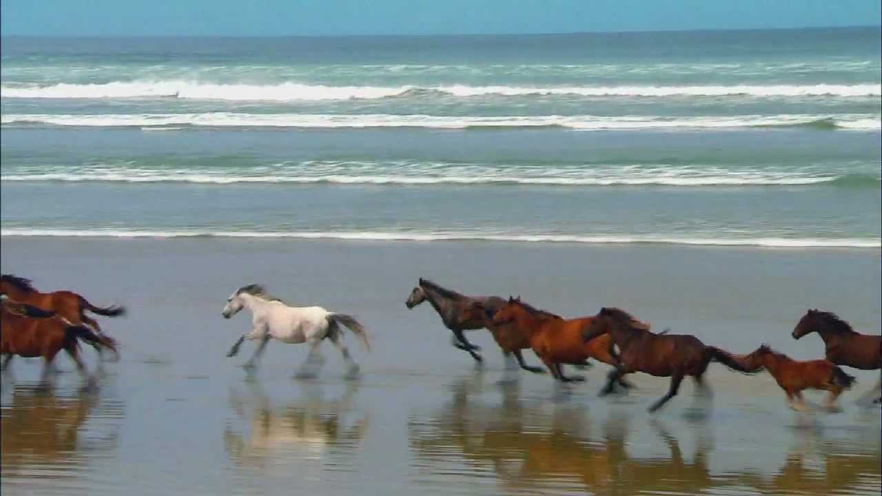 Wildlife Windows 7 Sample Video