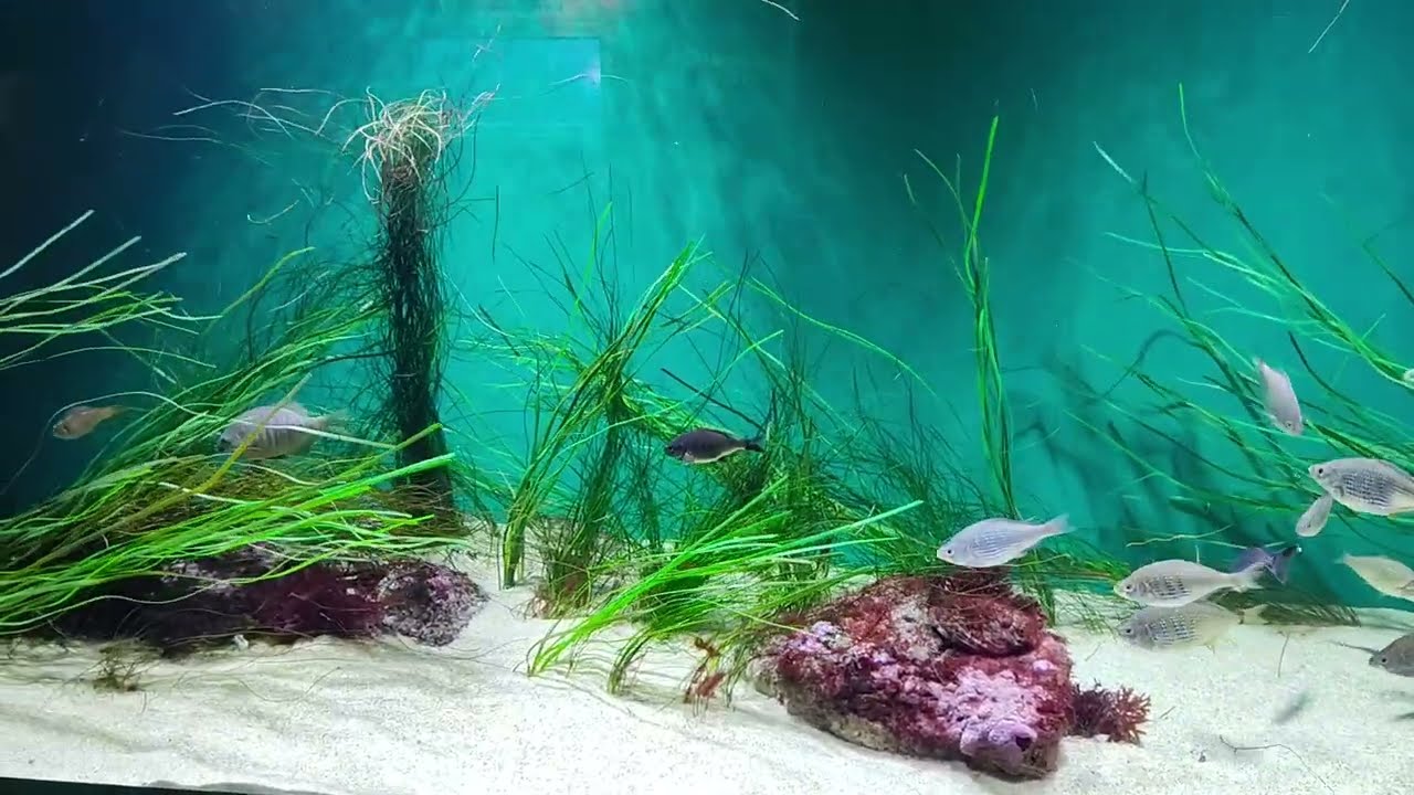 Must See The Beautiful Octopus At California Aquarium 