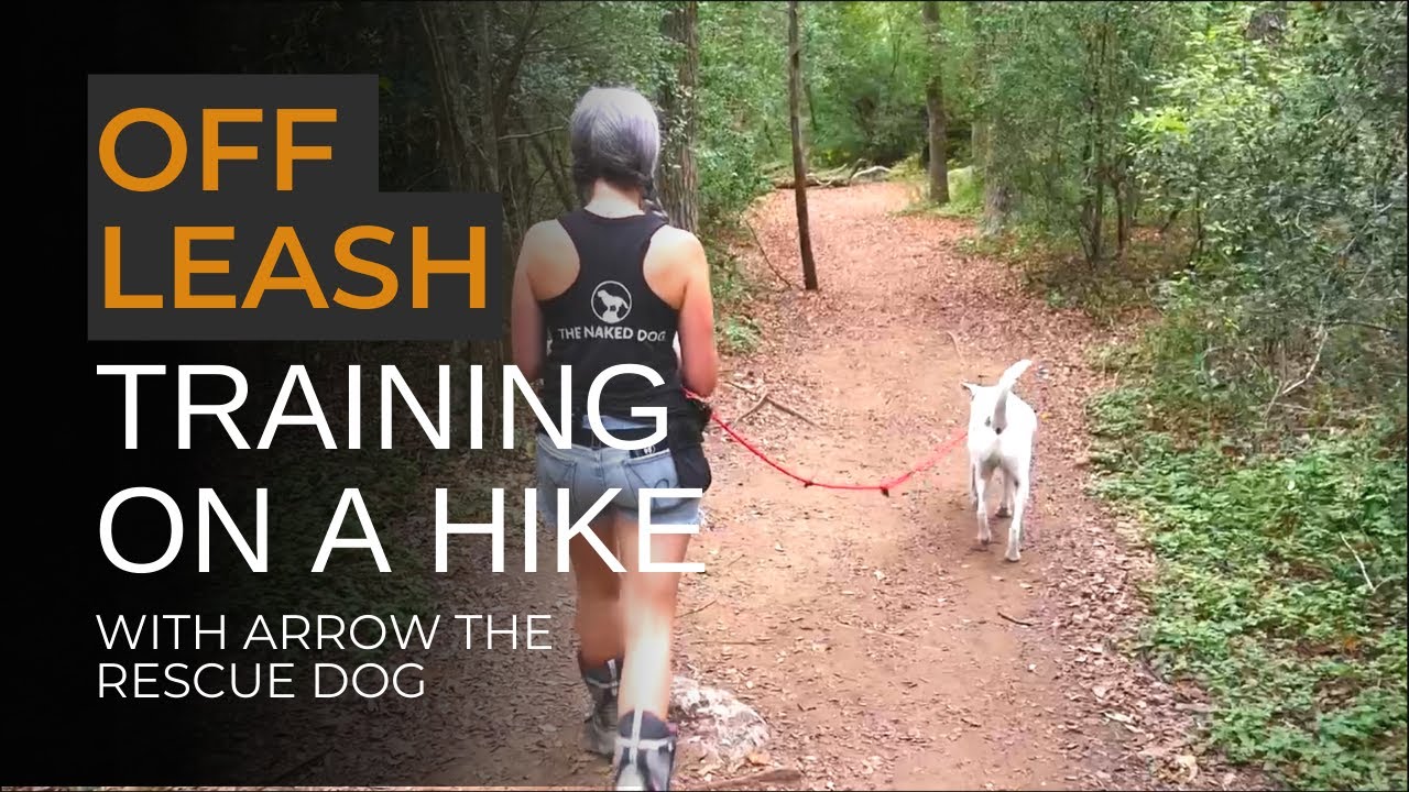 How to have a great off-leash hike with your dog (and what to do if they run away)