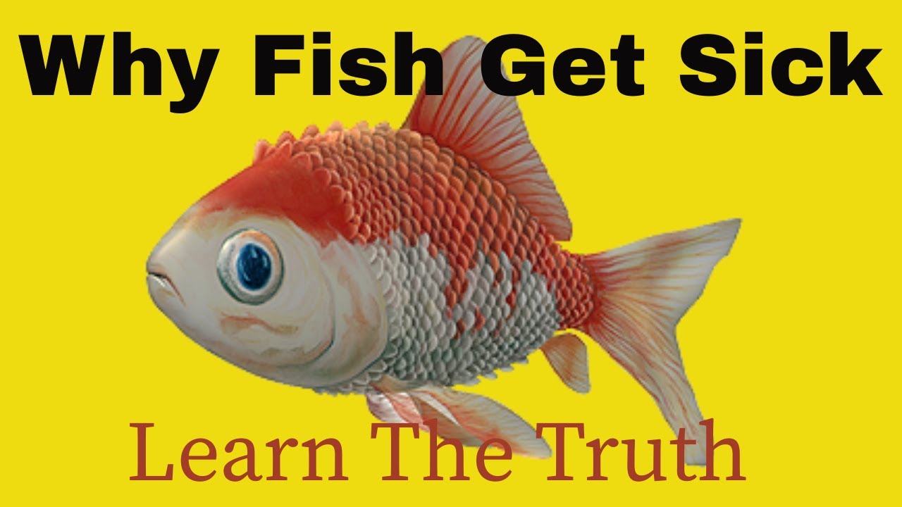 «Как я искоренил болезни, задавая более точные вопросы о корме для рыб»