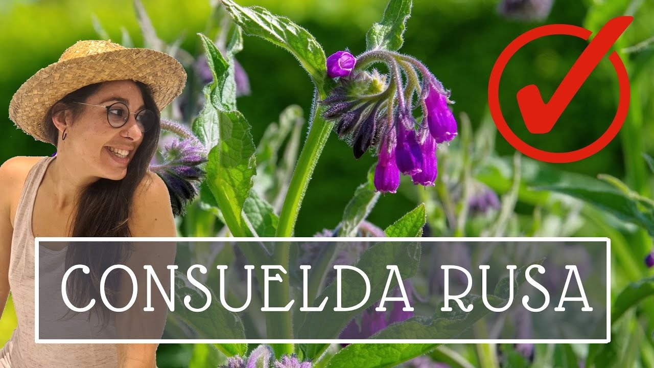 Purín de CONSUELDA RUSA: fertilizante gratuito para tu huerta 😍