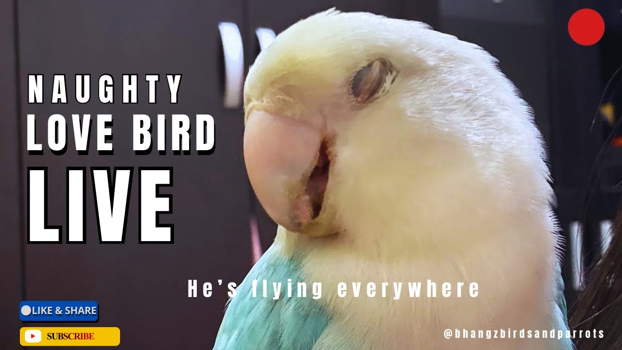 NAUGHTY LOVE BIRD LOVE