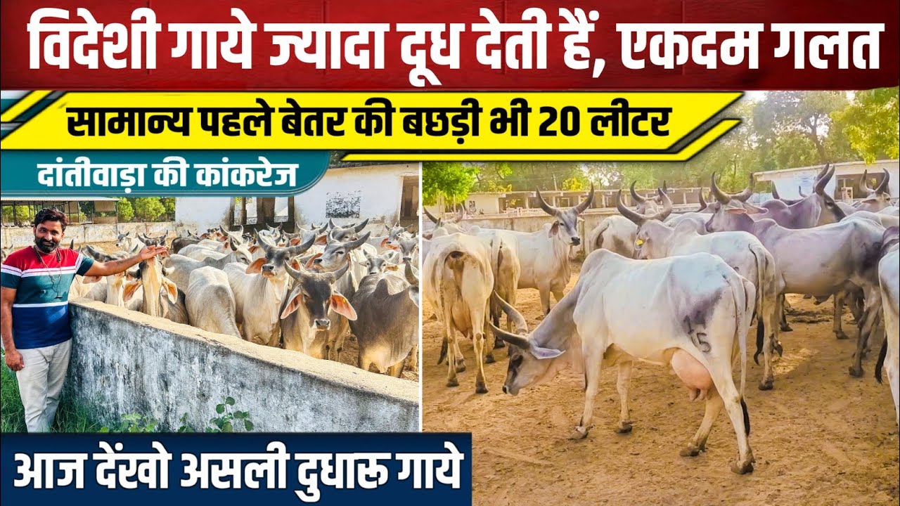 🥇दूध समंदर दांतिवाडा की अद्भुत कांकरेज दर्शन।।Dantiwada Kankrej Cow