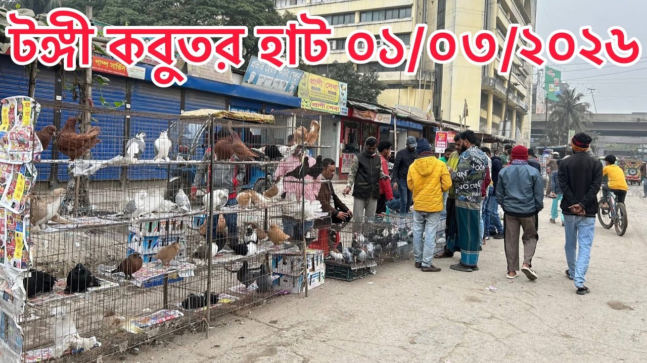 টঙ্গী কবুতর হাট ০১/০৩/২০২৬ | Tongi Kobutor Hat 2026 | Pigeon Market In Bangladesh | MOHAMAD RAFI | 