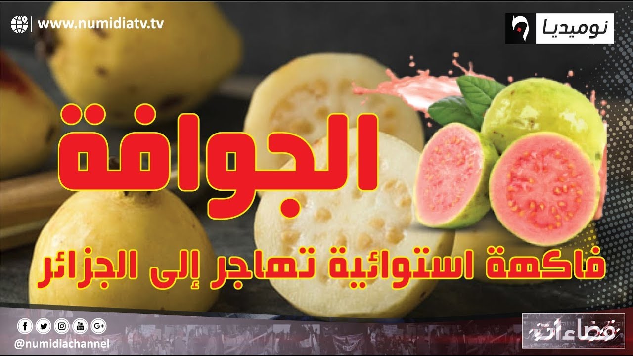 الجوافة.. فاكهة استوائية تهاجر إلى الجزائر
