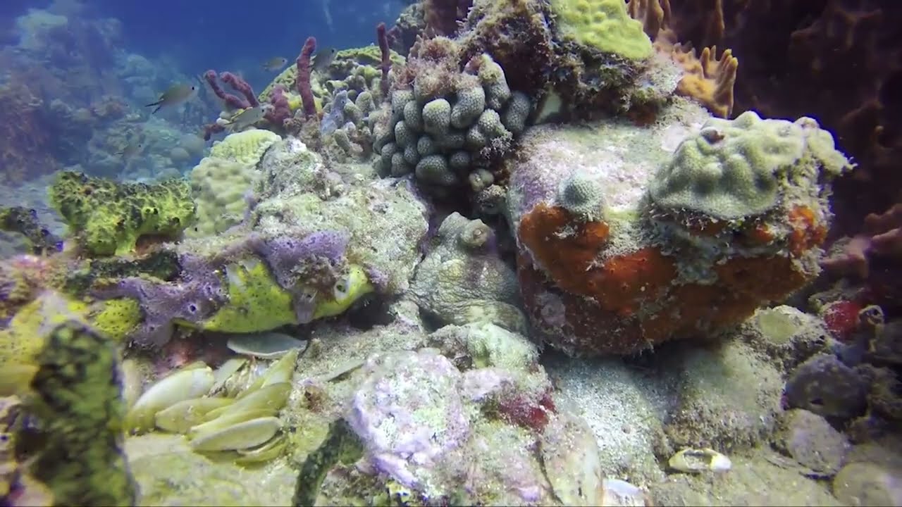 Dive In with Sandals Dive Center
