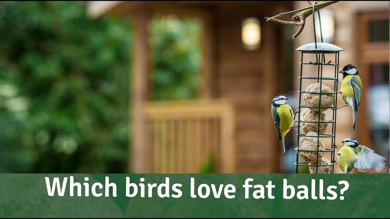 Bird Bites - Why Birds Love Fatballs