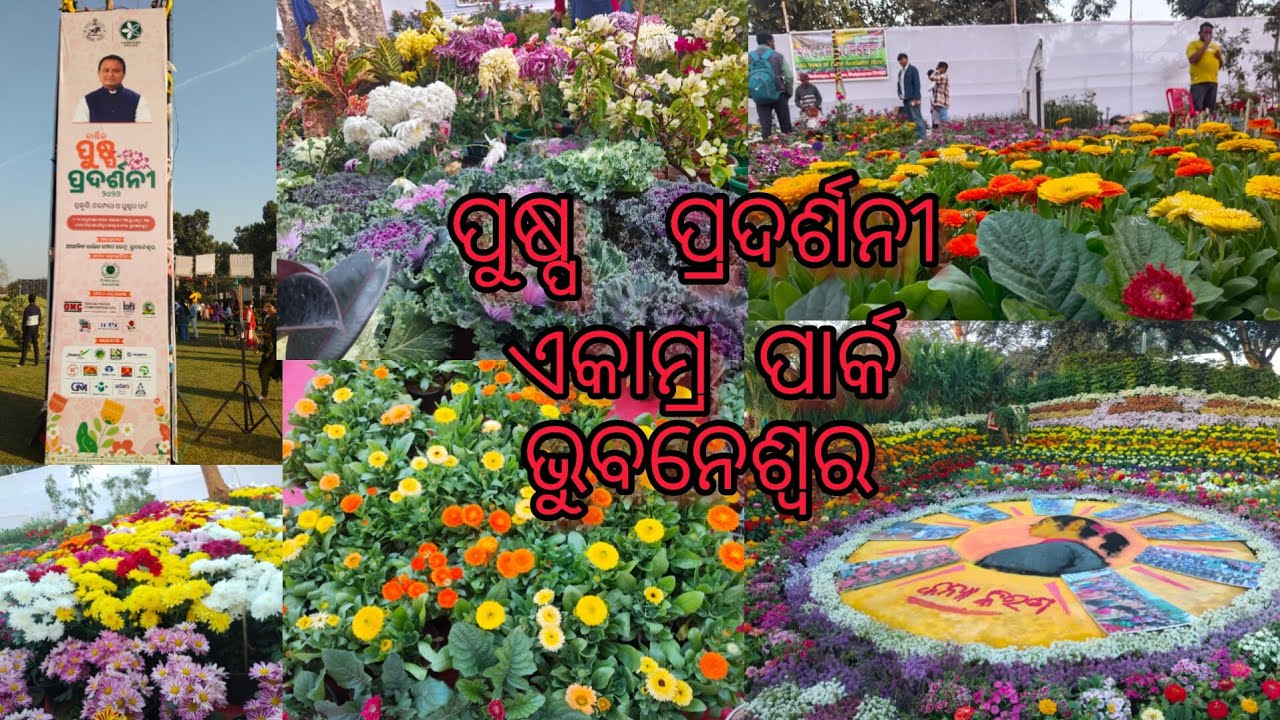 ପୁଷ୍ପ ପ୍ରଦର୍ଶନୀ ଏକାମ୍ର ପାର୍କ ଭୁବନେଶ୍ୱର Flowers show Bhubaneswar ekamra park 
