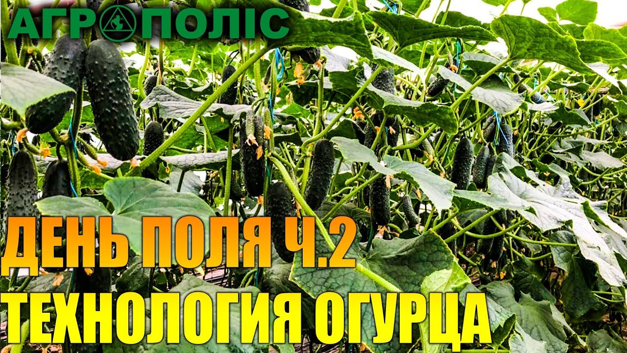 День огурца Severin F1 Bjorn F1 ч.2