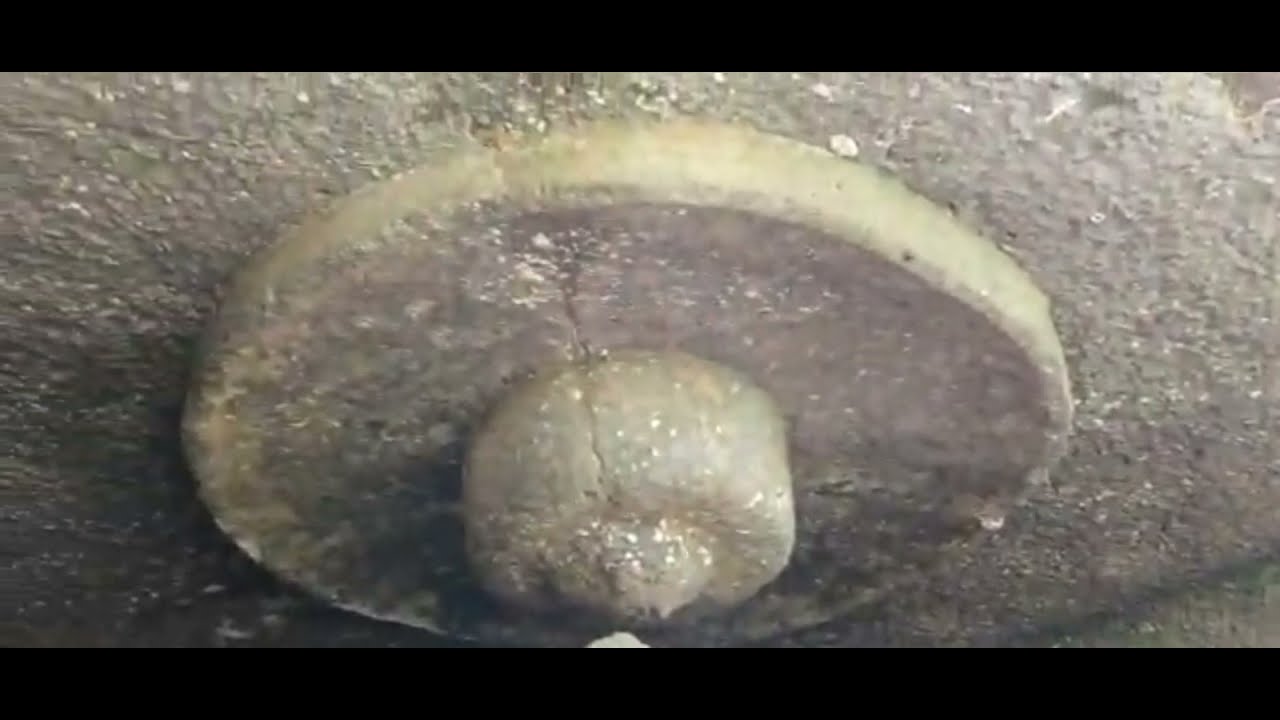 What Is Stupa? Importance of Stupa in Caves