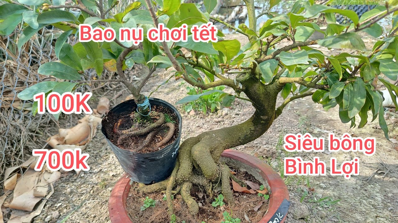 Mai SB Bình Lợi chơi tết. ĐT 0767.233.171. Vườn Mai Thầy Kính. Ngày 26/1/2026 