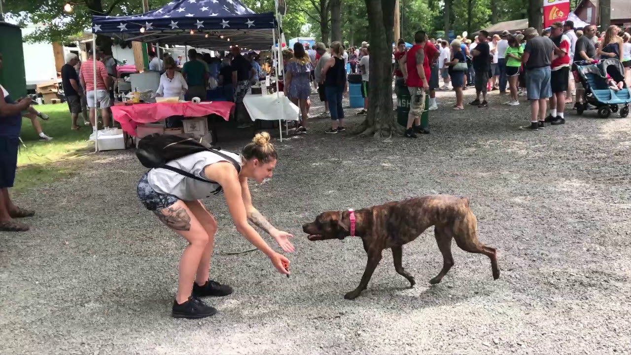 1-Year Old Pit Bull Boxer Mix, Diesel! Pit Bull Dog Training||| Lehigh Valley Dog Trainers