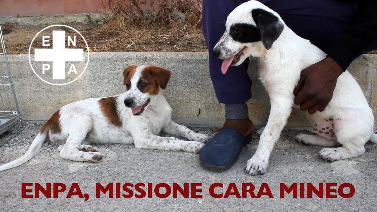 MISSIONE CARA MINEO - ENPA - Sterilizzazione dei cani randagi