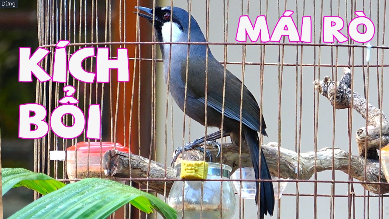 KHƯỚU MÁI RÒ GIÀ RỪNG 12 /Kích Trống Hót Căng  | KHƯỚU MÁI RO , nghe là phải chơi G43,khướu mái ro