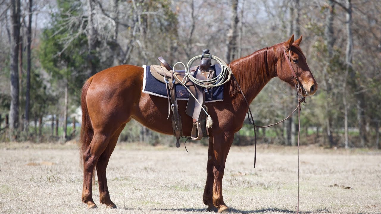 JA SMOOTH LIPS- 2022 AQHA FILLY