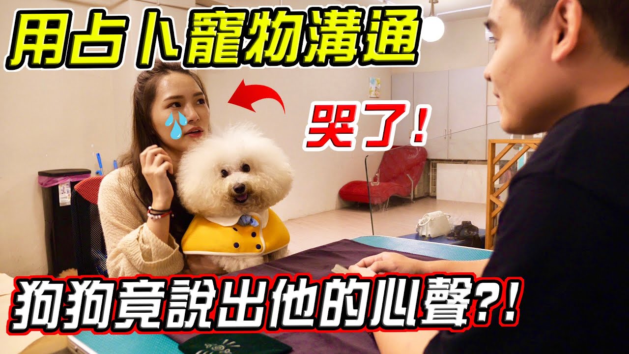 哭了！第一次用占卜寵物溝通 狗狗竟說出藏了多年的心裡話..！【希露弟弟啃雞腿】比熊 貴賓 Bichon Frise Poodle