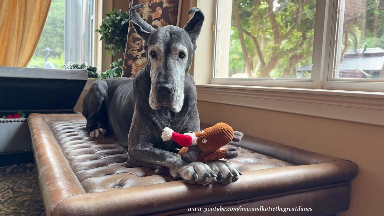 Funny Senior Great Dane Loves Her Repurposed RH Leather Ottoman Dog Bed