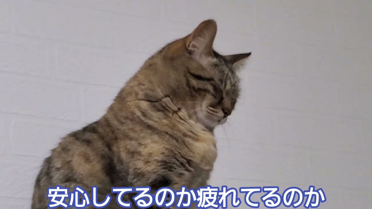 先住猫が甘えてるのに座ったまま動かない同居猫はこんな状態でした