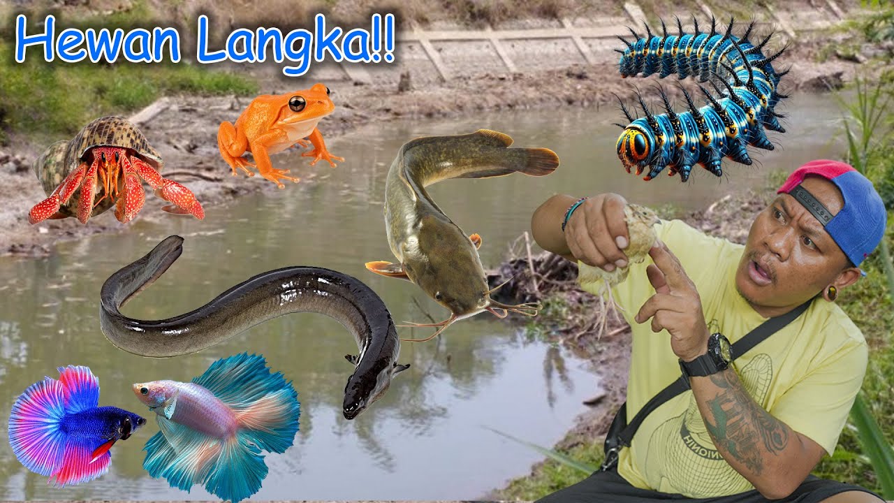 Drama Berburu Hewan Langka  Ikan Cupang, Tikus, Lele, Jangkrik, Ayam Warna-Warni, Itik Di Hutan