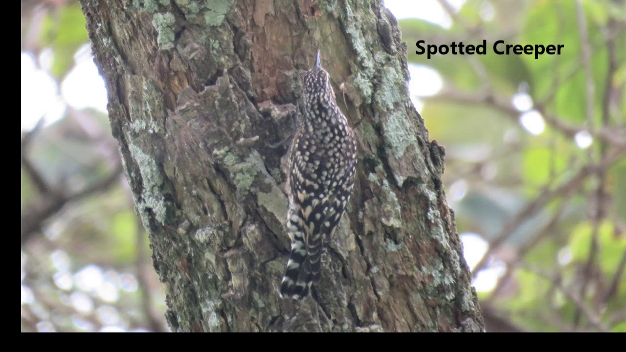 Ethiopia birding trip 2024