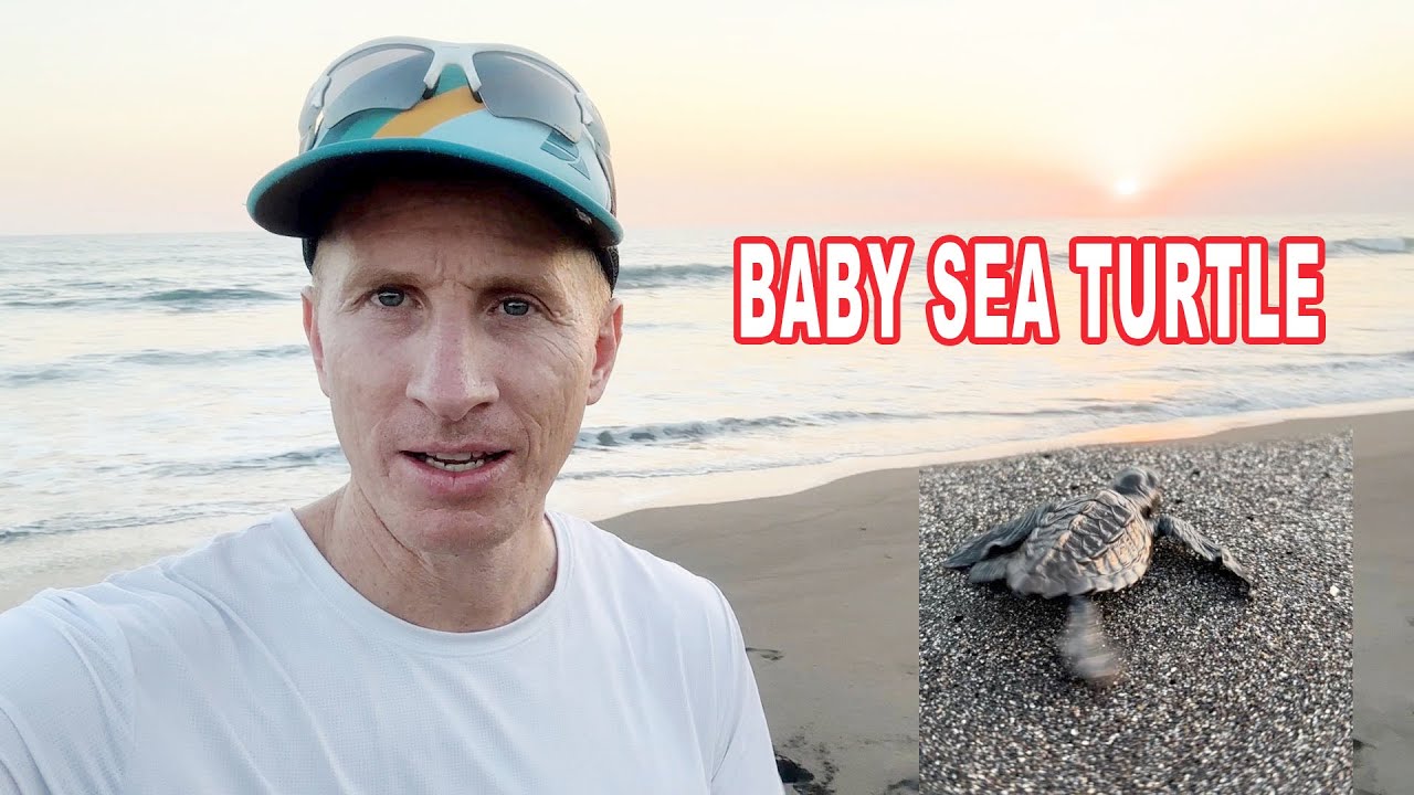 SAVING BABY SEA TURTLES
