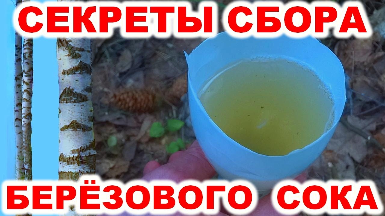 Сбор березового сока разными способами. Как собирать берёзовый сок весной