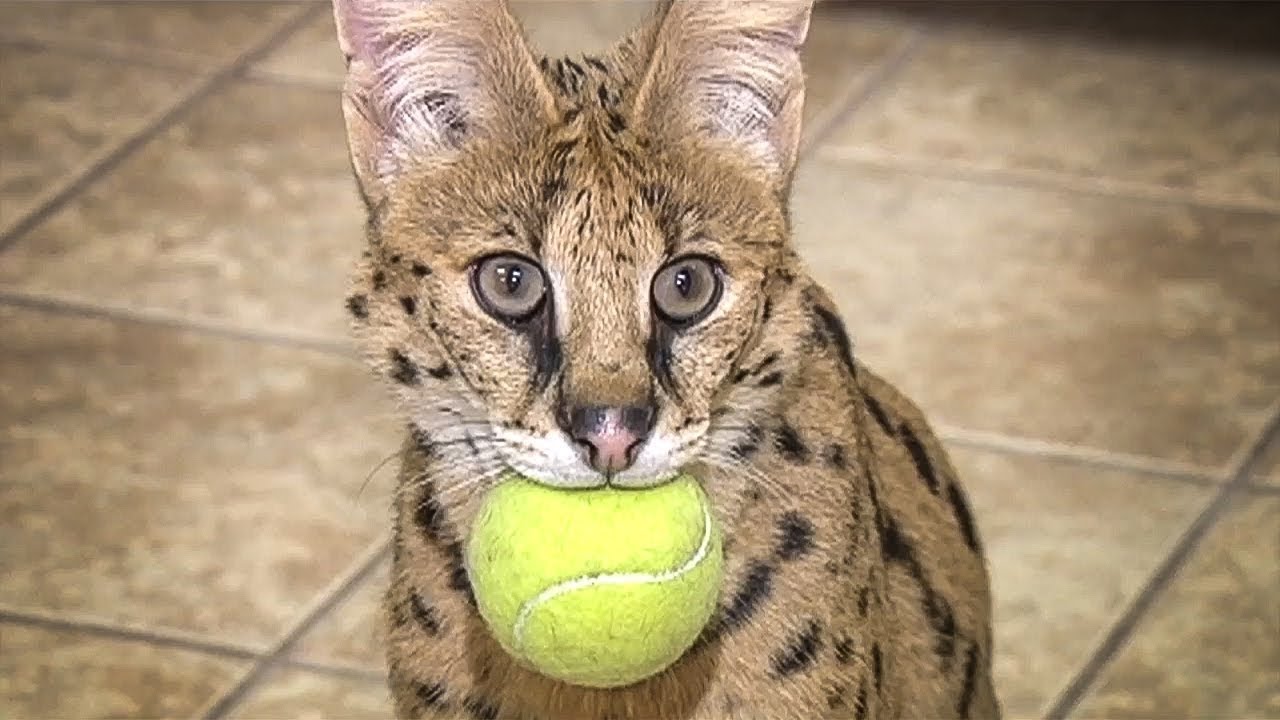 Exotic cat found roaming city streets
