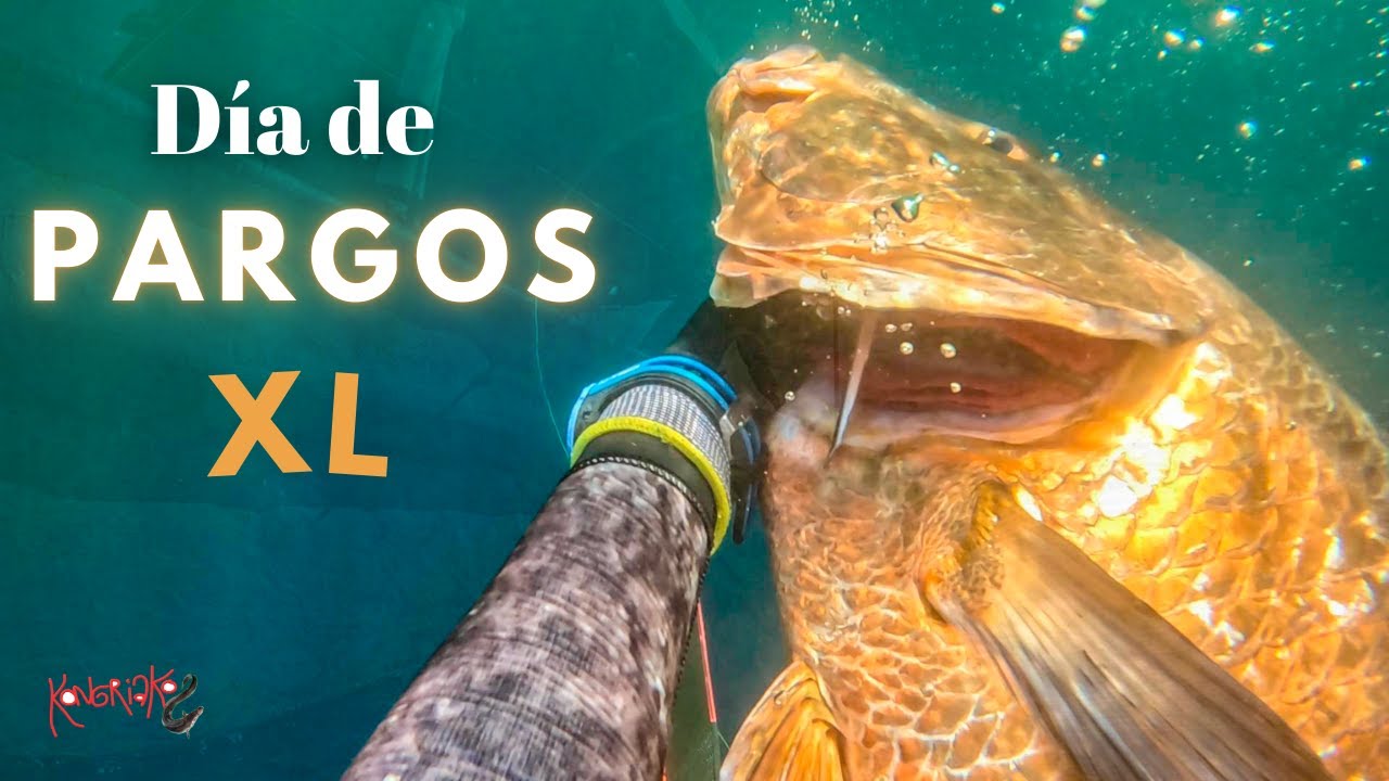 ✅️ Pesca Submarina en PANAMÁ 🌍[Día de PARGOS XL] 🐟ÉPICO