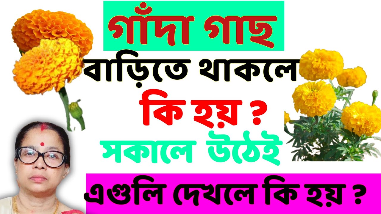গাঁদা গাছ বাড়িতে থাকলে কি হয়? সকালে উঠেই এগুলো দেখলে কি হয় জেনে নিন।