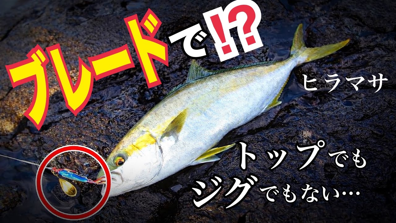 ヒラマサがブレードに反応する条件が分かりました！【ショアジギング】