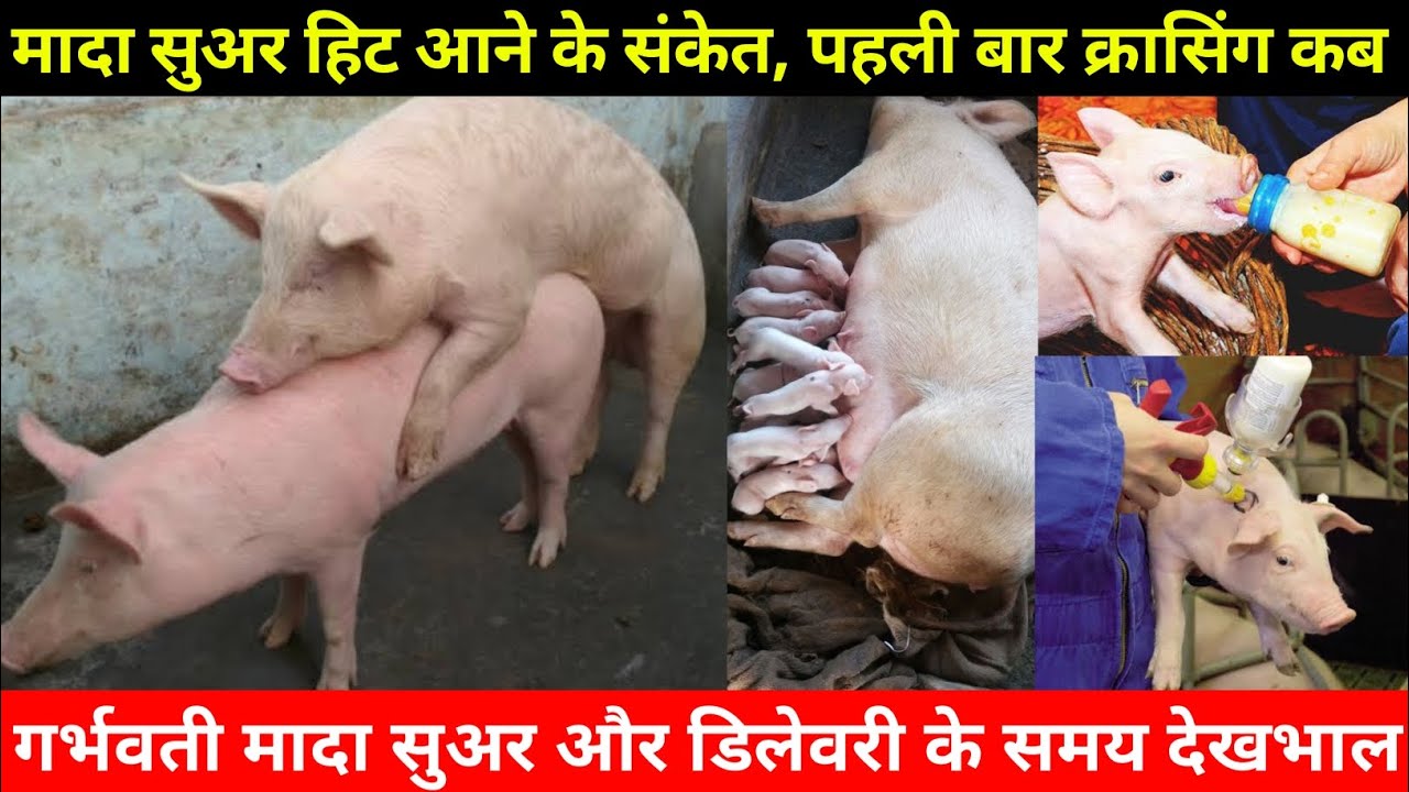 Pig Farming In India. Female Pig Delevery Time. Heat Time. गर्भवती, डिलेवरी समय मादा सुअर कि देखभाल।