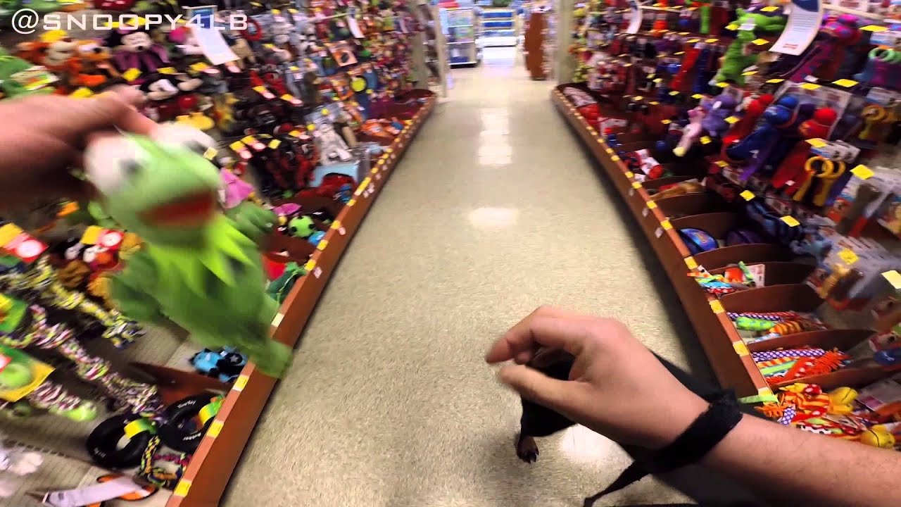 GoPro: Rottweiler Pet Store