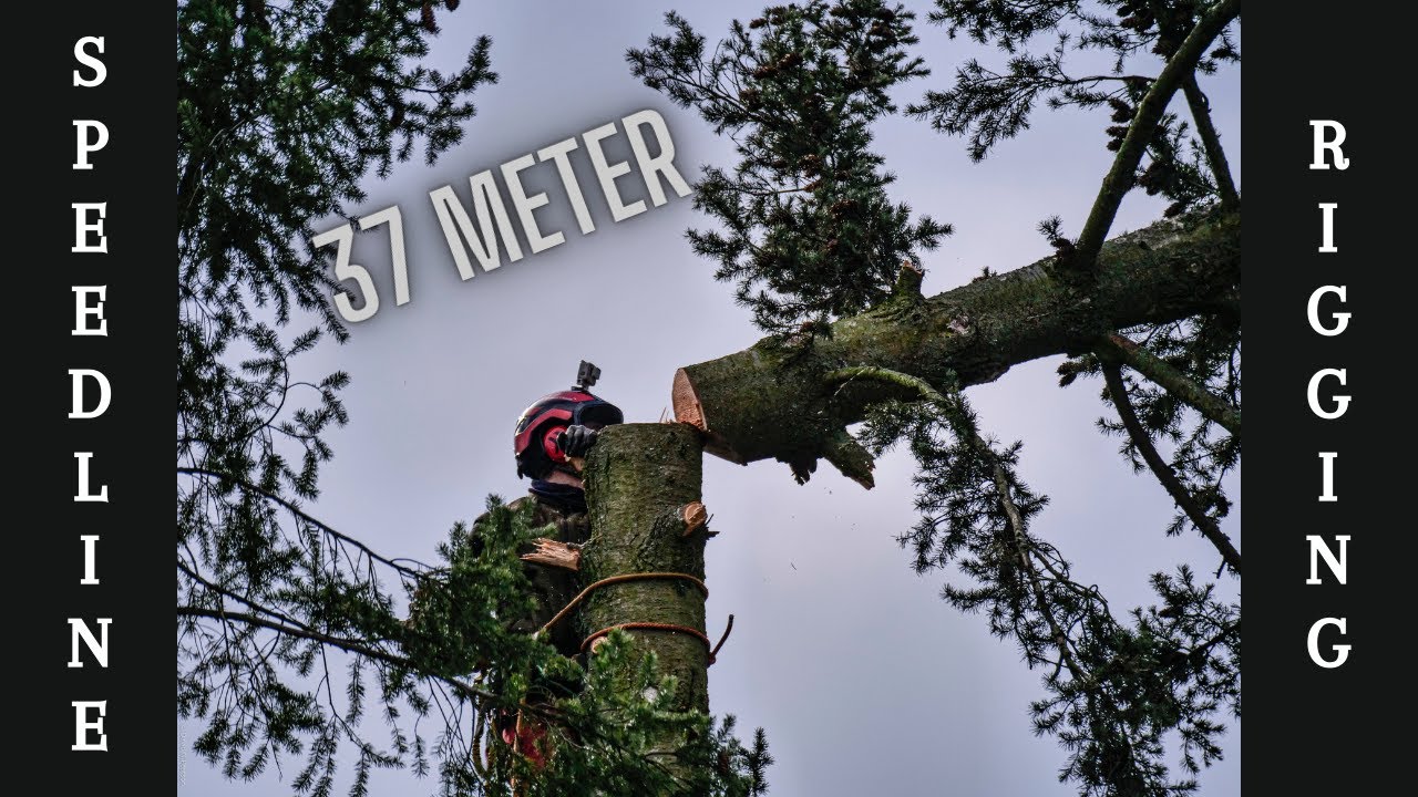 37 Meter Douglasie - Meine bisher höchste Fällung!