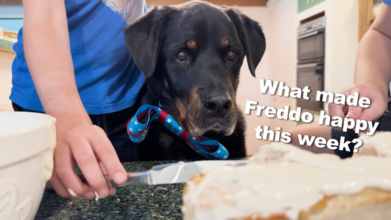 What Makes Freddo happy? | Adopted Rottweiler Dog Living the Good Life