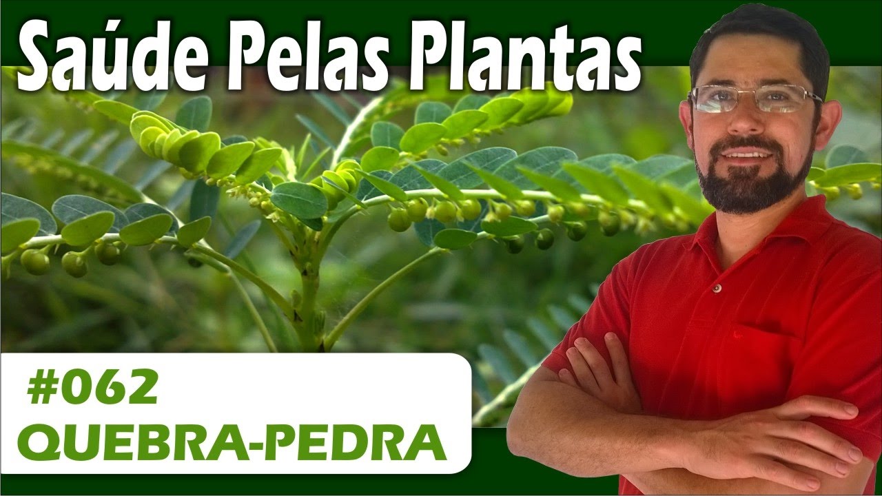 Sa&uacute;de Pelas Plantas - Quebra pedra [Pedra nos rins, gordura no f&iacute;gado, c&acirc;ncer, diabetes]