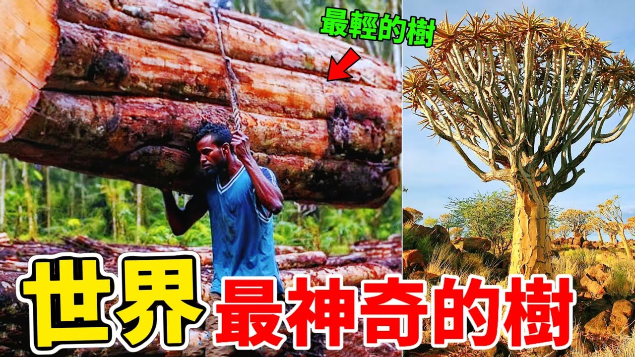 最令人驚嘆的十種神奇樹木，顛覆認知的樹木之最 #奇特的樹 #與眾不同的樹 #樹木之最 #世界之最 #科普 #树木#top10