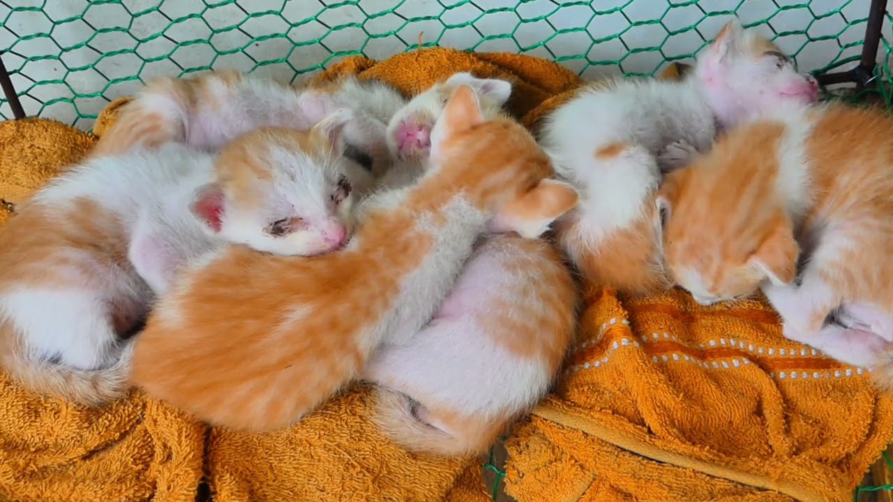 It's so cute all the little kittens are sleeping together 
