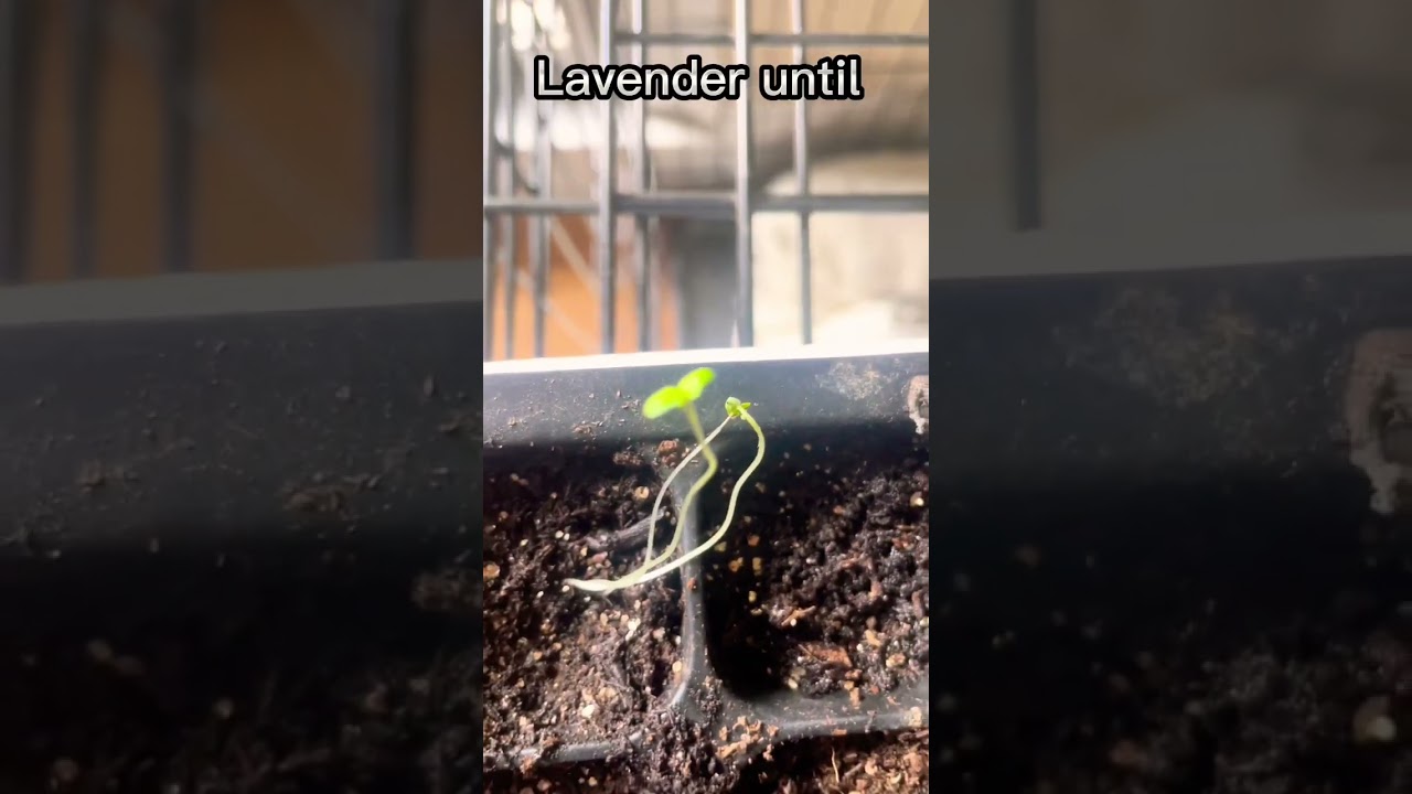 Day 25 of growing lavender until it&rsquo;s 100 days old #shorts #gardening #fyp #lavender