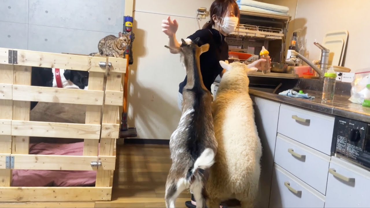 羊とヤギと暮らすという事は毎日激しいという事。